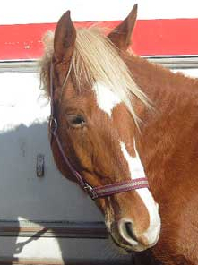 Ferme équestre du Tréglodé