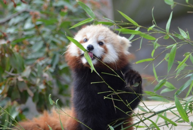 Ménagerie © MNHN - Jérôme Munier