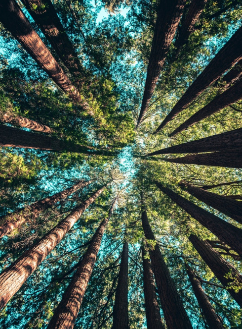 Nature en forêt de Villecartier