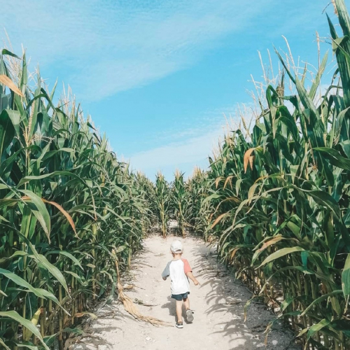 Photo du Pop Corn Labyrinthe à Montgiscard