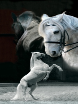 chevaux