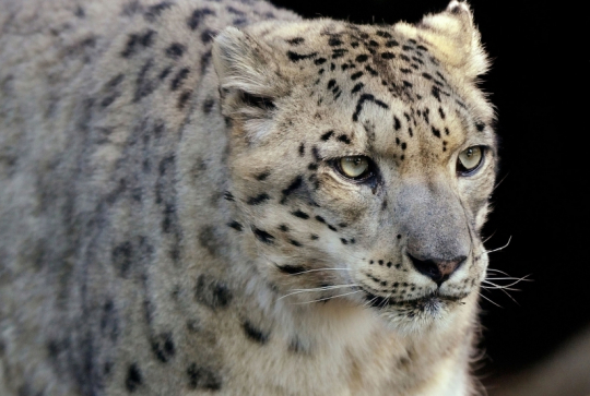 Ménagerie du Jardin des Plantes : panthère des neiges