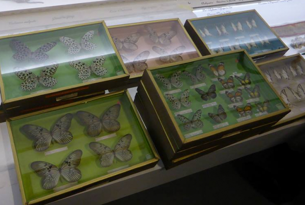 Collection de papillons - Chambre des merveilles Musée des Confluences