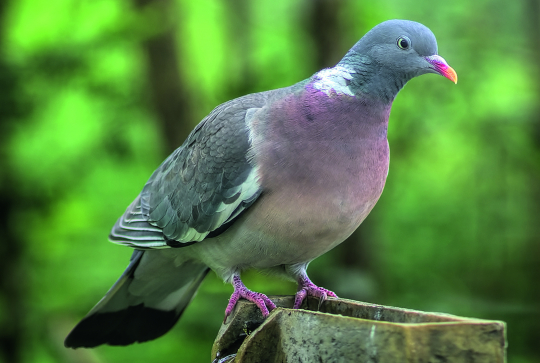 Pigeon ramier