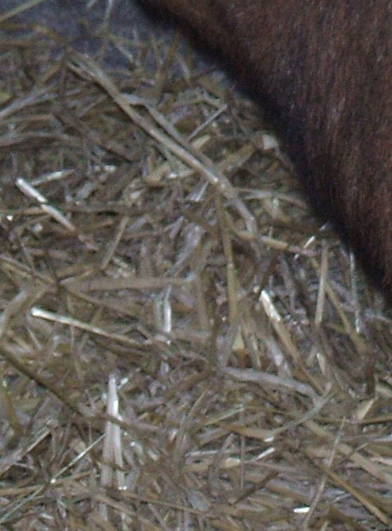 Les chèvres, Crumble et sa petite