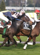 Grande Kermesse à l'Hippodrome Croisé-Laroche 2018