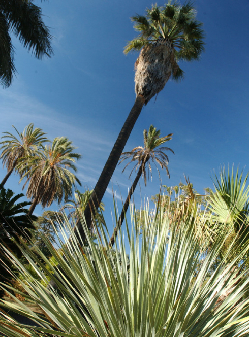 Expo Du mélèze au palmier