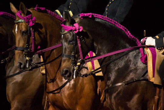 Le Cadre Noir de Saumur