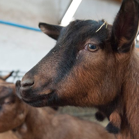 Ferme pédagogique du Parc Kellermann