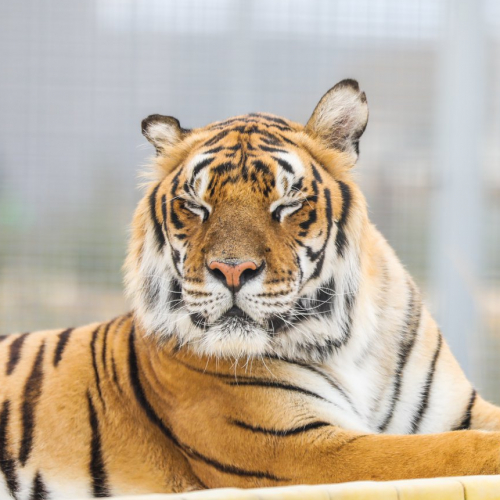 La Tanière - Zoo Refuge