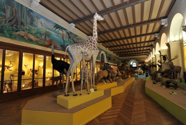 Muséum d'histoire naturelle de Marseille - intérieur