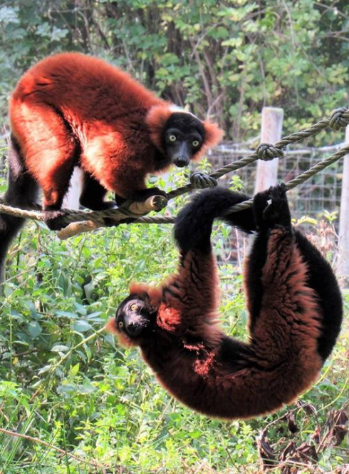 Anniversaire au Parc zoologique et botanique