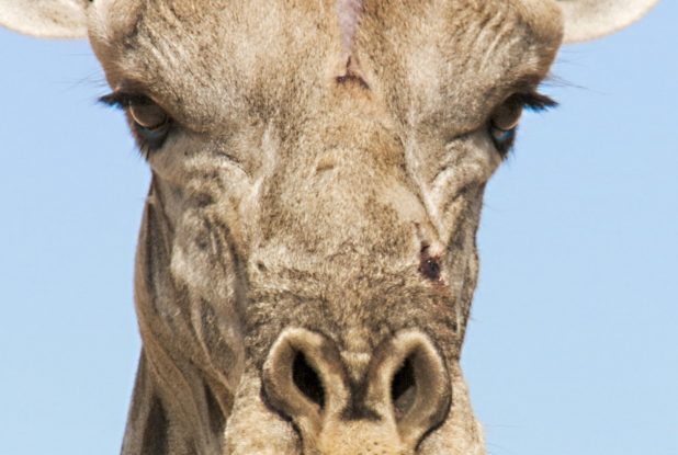 Un nouveau jour sur Terre - Girafe