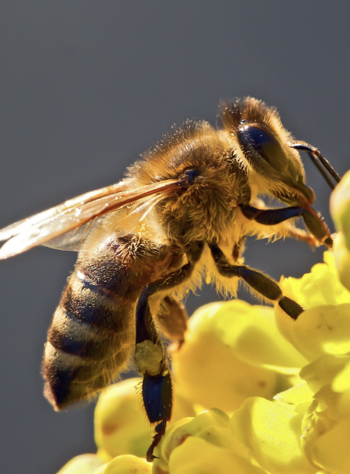 Le monde merveilleux des abeilles