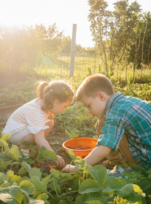 Rendez-vous aux jardins à Lille : une petite fille et un petit garçon cueillent des fraises dans un potager