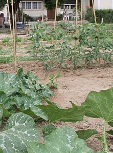 Ateliers jardinage avec Côté Jardins