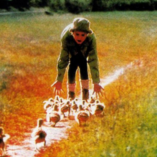 L'Envolée sauvage : affiche