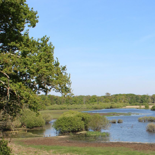 Maison du Lac de Grand Lieu : observation nature