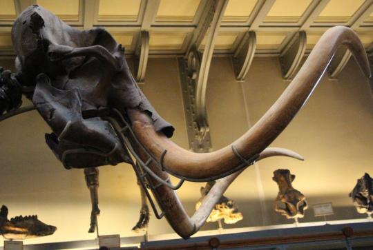 Musée d'Histoire naturelle de Paris
