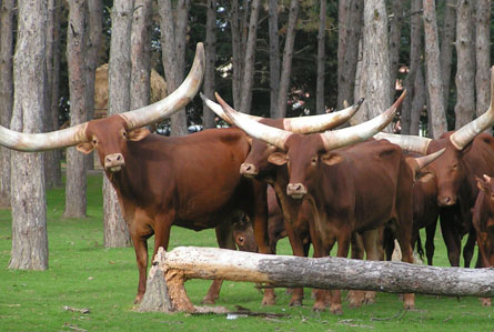 Zoo African Safari - zébu