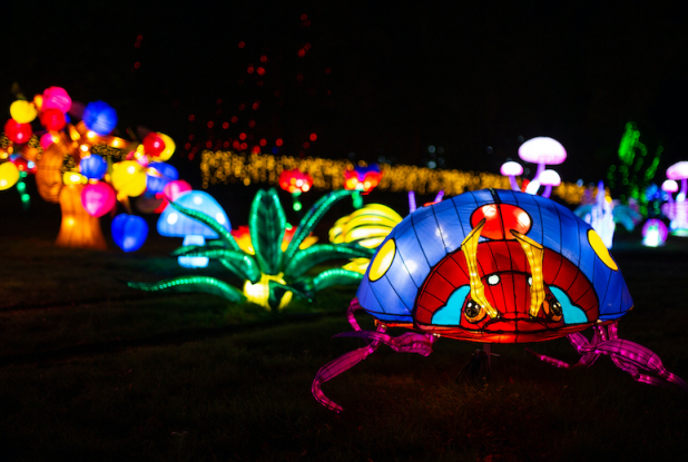 Lumières sauvages au Château de Thoiry : scarabée