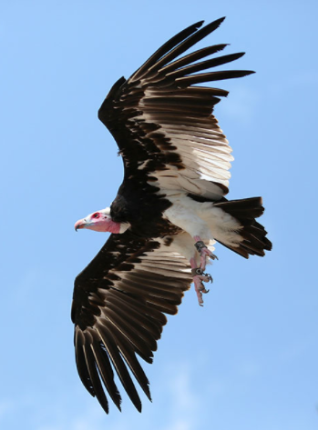 La Volerie des Aigles fête ses 50 ans
