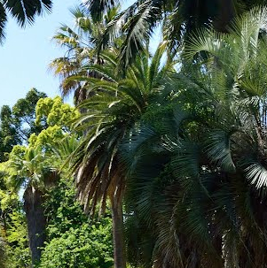 Jardin Villa Thuret