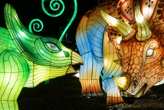 Les animaux de lumière