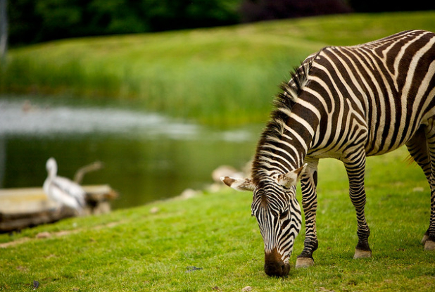 Zoo African Safari : zèbres