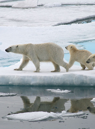 Fragile comme un ours polaire