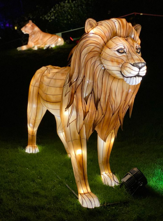 L'Odyssée Lumineuse : lion