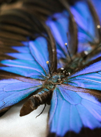 Atelier artistique Somptueux Papillons