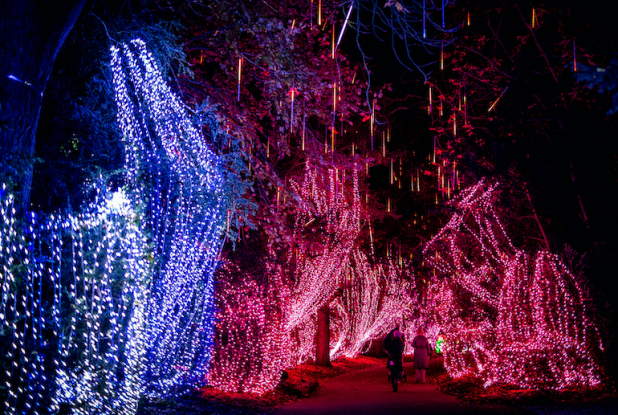 Lumières Sauvages à Thoiry : guirlandes