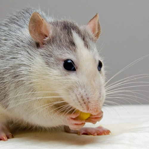 Il faut retrouver Edgar