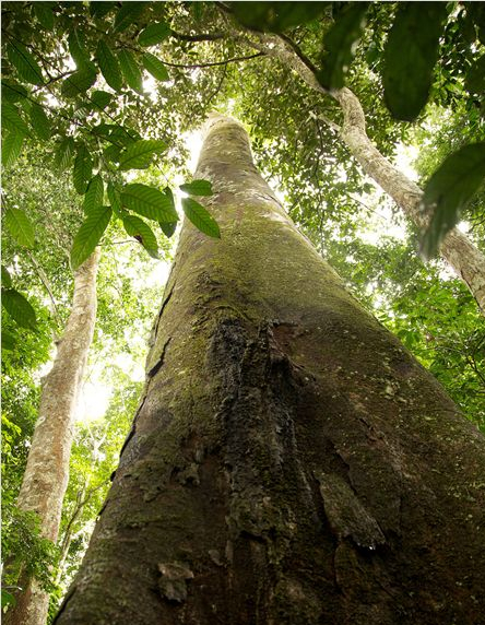 Il était une forêt