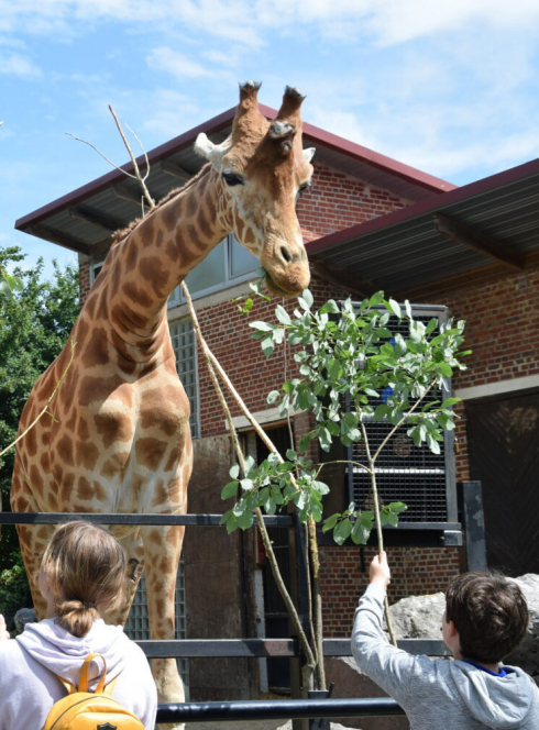 Zoo de Maubeuge Girafes