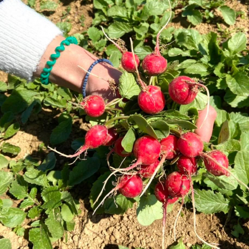 Cueillette de Pithienville : radis