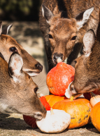 Legendi'Halloween : citrouilles