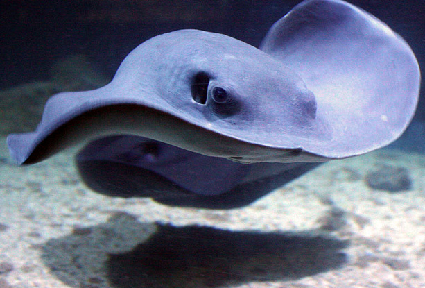 Seaquarium du Grau-Du-Roi