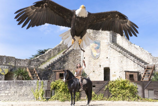 Cité médiévale de Provins - Les Aigles des remparts, rapaces et chevaux