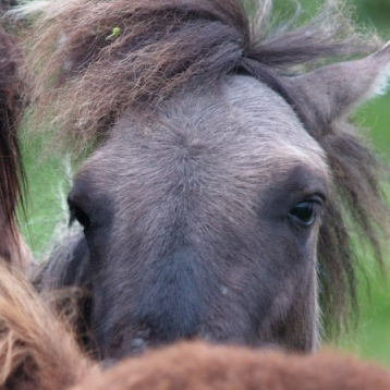 Les chevaux du bel air