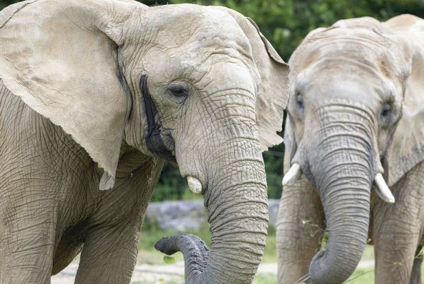 Éléphants de savane au ZooParc de Beauval