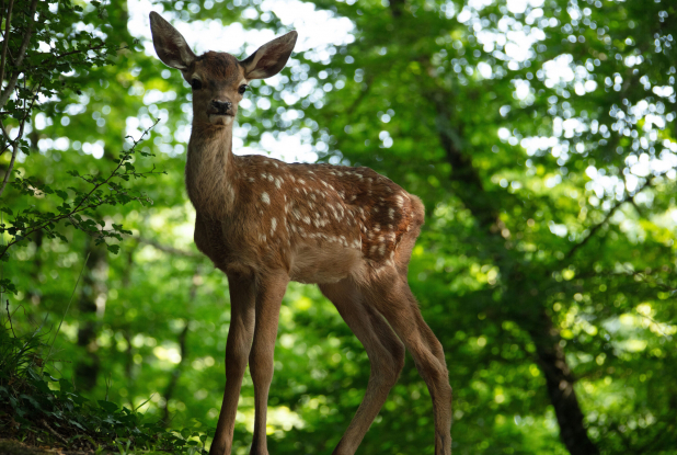 Bambi, L’histoire d’une vie dans les bois : le faon