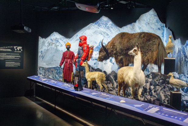 Dans l'expo Trop Forts ! - Musée des Confluences
