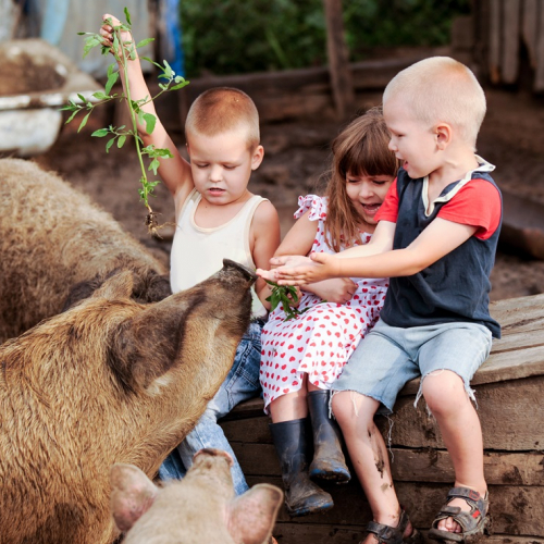 Top des fermes en famille à Bordeaux et ses alentours