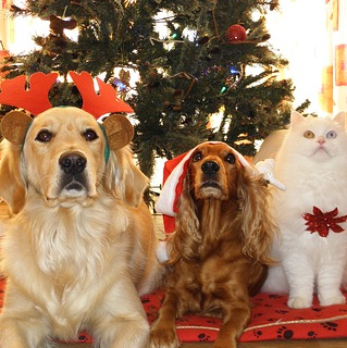 Marché de Noël des P'tits Korrigans