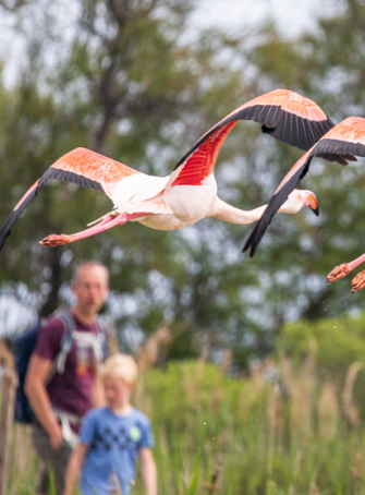 Tous au Festival de la Camargue