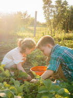 Rendez-vous aux jardins à Lille : une petite fille et un petit garçon cueillent des fraises dans un potager