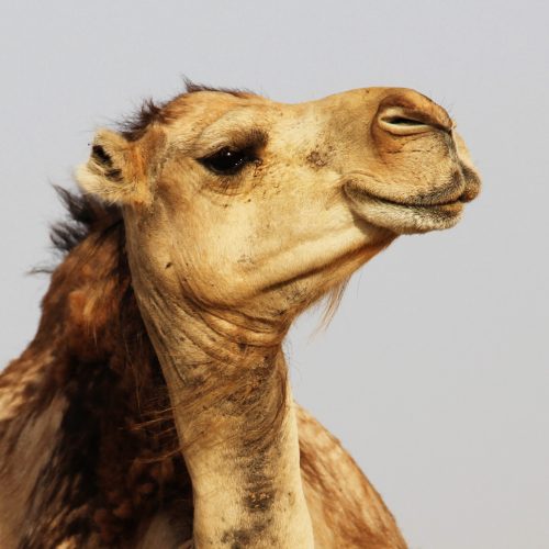 Éclats de Fête à Pontaumur