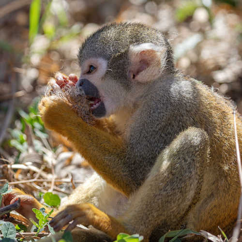 Terre de Singes : parc zoologique de Lumigny